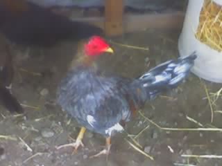 GALLO GRIS CON 1 AÑO