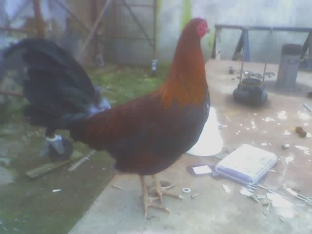 GALLO ENCRESTILLAO